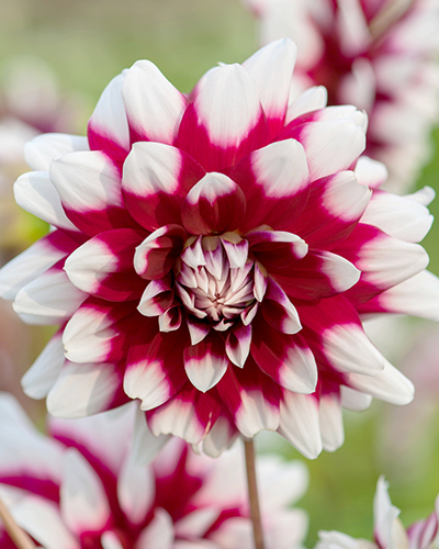 DAHLIA DUET 10 kusov